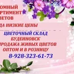 Цветочный склад,  опт-розница,  низкие цены Буденновск