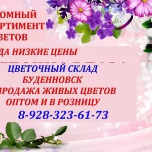 Цветочный склад,  опт-розница,  низкие цены Буденновск