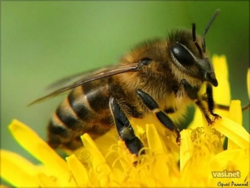 Пчеломатки и пчелопакеты Карпатской породы и Карника F1